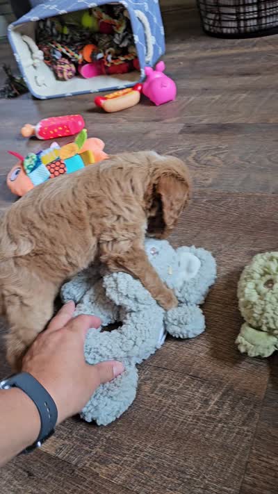 Nectarine, a female Cavapoo for sale in Jamesport, MO – 5 of 5
