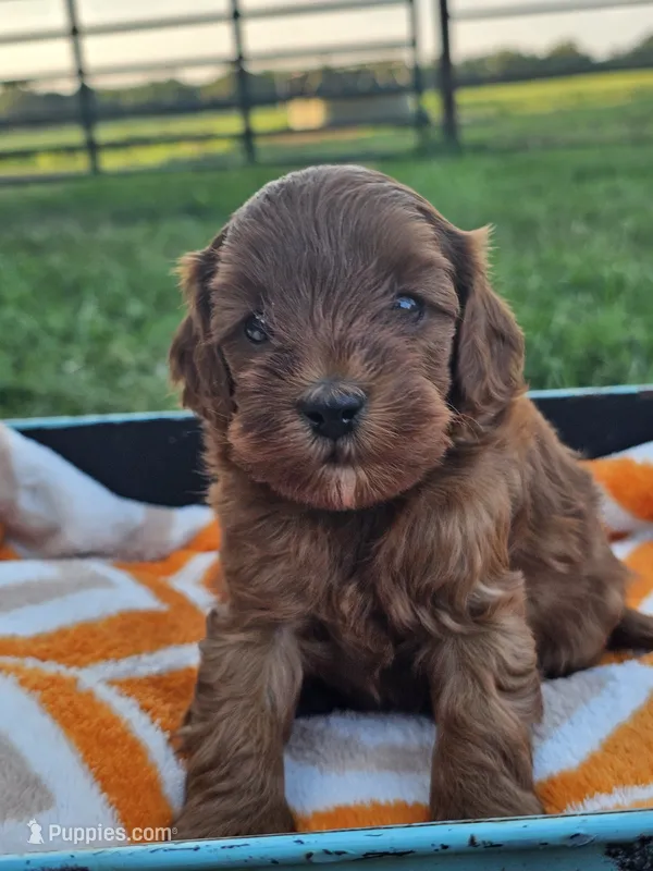 Leo – Cavapoo puppy for sale in Jamesport, MO