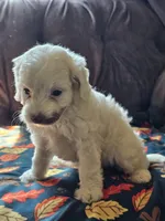 Nilla, a female Cavapoo for sale in Jamesport, MO – 4 of 5