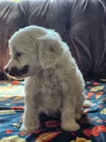 Nilla, a female Cavapoo for sale in Jamesport, MO – 3 of 5