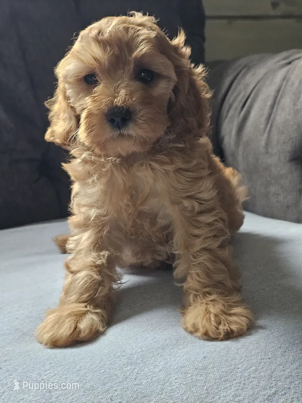 Koko  – Cavapoo puppy for sale in Jamesport, MO
