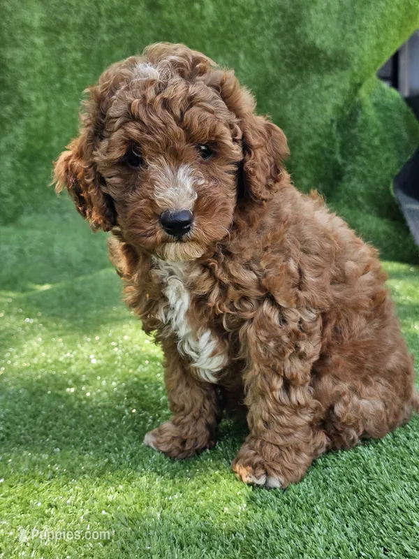 Lake – Cavapoo puppy for sale in Jamesport, MO