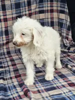 Nilla, a female Cavapoo for sale in Jamesport, MO – 2 of 5