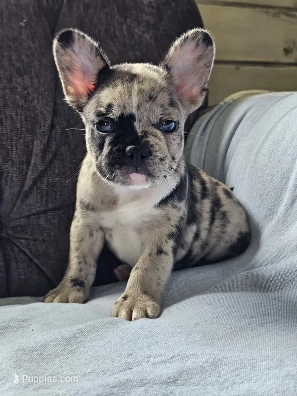 Harbor – French Bulldog puppy for sale in Jamesport, MO