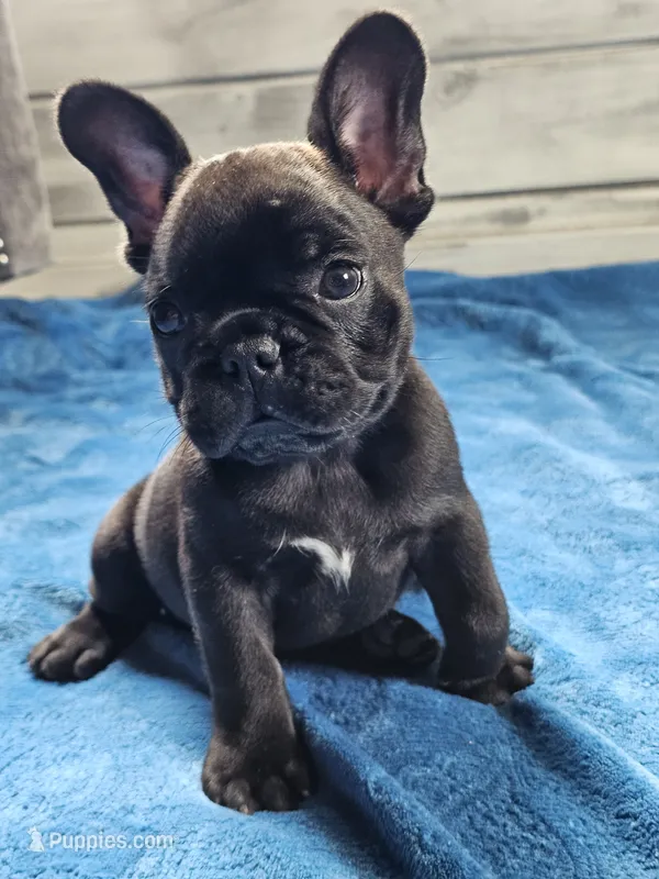 Guava – French Bulldog puppy for sale in Jamesport, MO