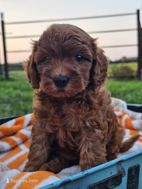 June – Cavapoo puppy for sale in Jamesport, MO