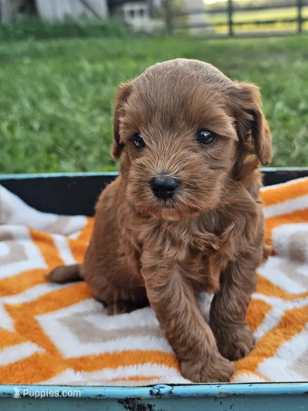 Kiwi – Cavapoo puppy for sale in Jamesport, MO
