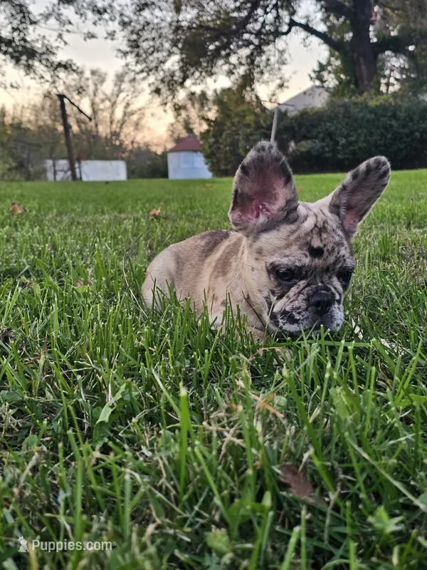 Meadow – French Bulldog puppy for sale in Jamesport, MO