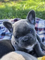 Patch, a male French Bulldog for sale in Jamesport, MO – 2 of 5