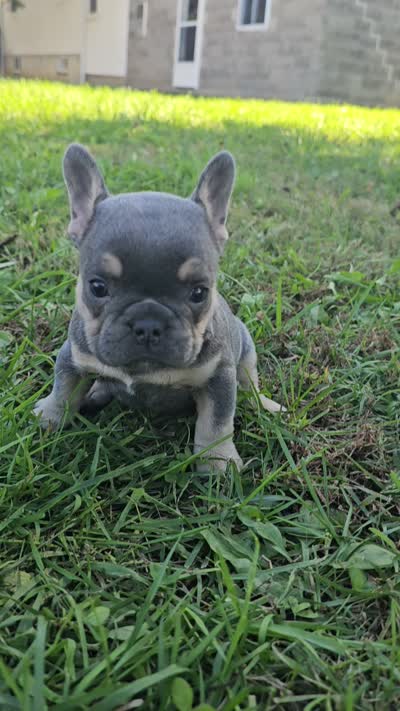 Qutie, a female French Bulldog for sale in Jamesport, MO – 5 of 5