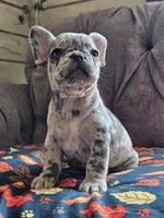 Mango, a female French Bulldog for sale in Jamesport, MO – 6 of 8