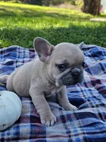 Poppy , a female French Bulldog for sale in Jamesport, MO – 5 of 6