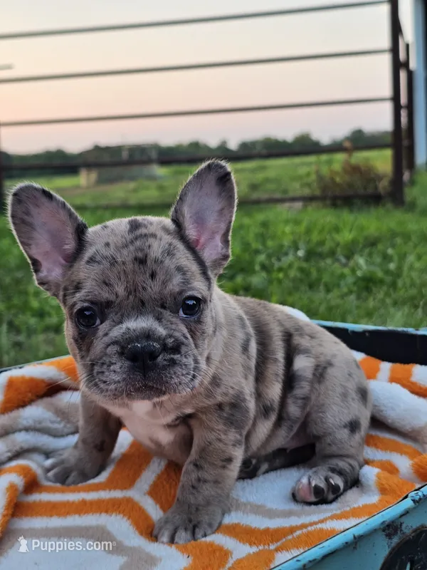 Hibiscus  – French Bulldog puppy for sale in Jamesport, MO