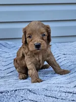 Kia, a male Cavapoo for sale in Jamesport, MO – 1 of 3