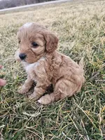 Arlo, a male Cavapoo for sale in Jamesport, MO – Photo 2 of 4