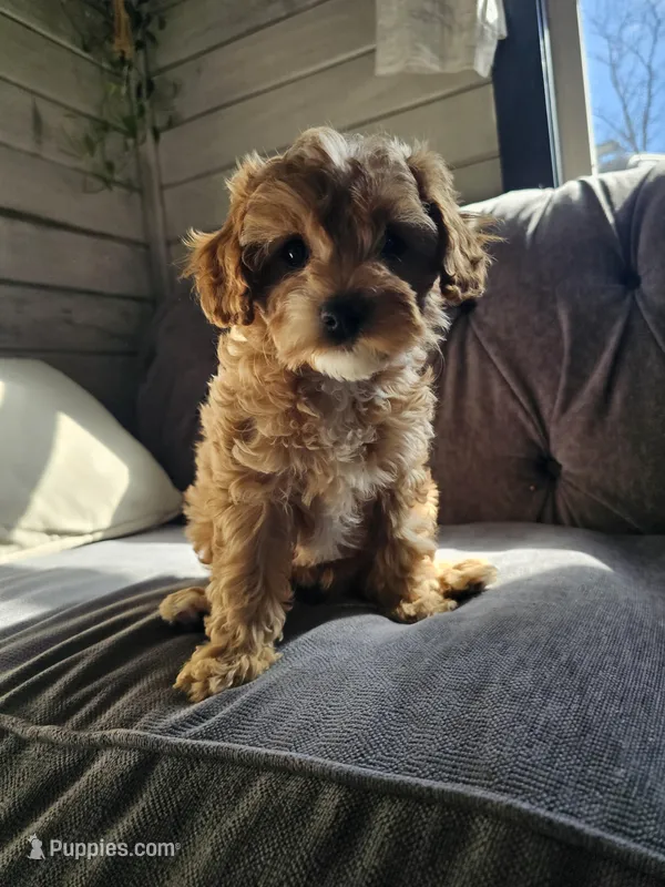 Arlo – Cavapoo puppy for sale in Jamesport, MO