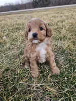Arlo, a male Cavapoo for sale in Jamesport, MO – Photo 1 of 4