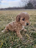 Arlo, a male Cavapoo for sale in Jamesport, MO – Photo 4 of 4