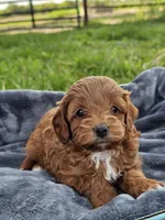 Ember, a female Cavapoo for sale in Jamesport, MO – 2 of 3