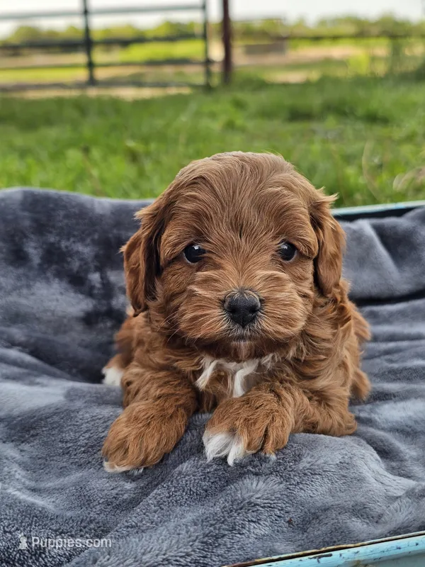 Ember – Cavapoo puppy for sale in Jamesport, MO