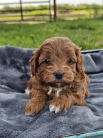 Ember, a female Cavapoo for sale in Jamesport, MO – 1 of 3