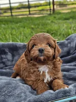 Ember, a female Cavapoo for sale in Jamesport, MO – 3 of 3