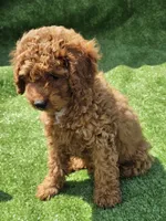 Indigo, a male Cavapoo for sale in Jamesport, MO – 3 of 5