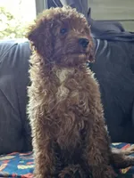 Indigo, a male Cavapoo for sale in Jamesport, MO – 3 of 5