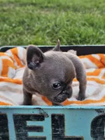 Maui , a male French Bulldog for sale in Jamesport, MO – 4 of 5