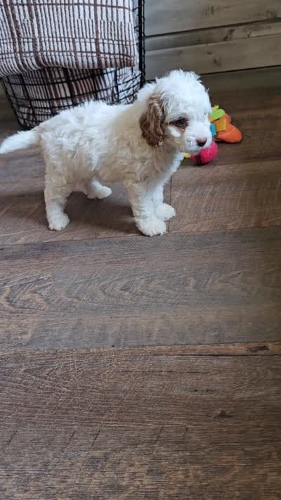 Nori, a female Cavapoo for sale in Jamesport, MO – 7 of 7