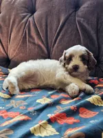 Nellie, a female Cavapoo for sale in Jamesport, MO – 4 of 5