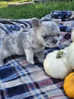 Quinn, a male French Bulldog for sale in Jamesport, MO – 3 of 5