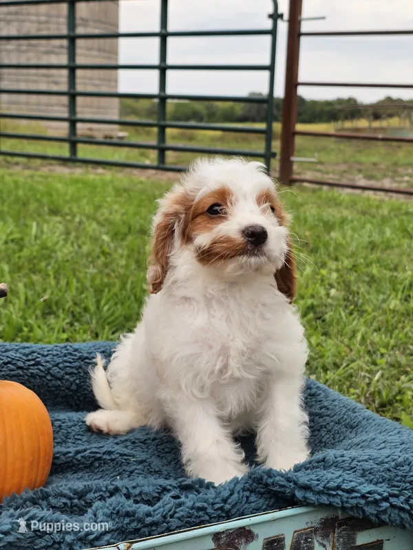 Nellie – Cavapoo puppy for sale in Jamesport, MO
