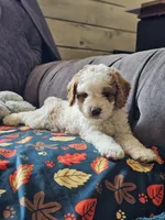 Nova, a female Cavapoo for sale in Jamesport, MO – 2 of 6