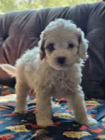 Nori, a female Cavapoo for sale in Jamesport, MO – 6 of 7