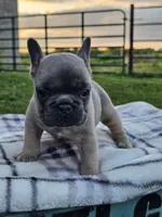 Gemma, a female French Bulldog for sale in Jamesport, MO – 4 of 4