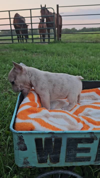 Marigold, a female French Bulldog for sale in Jamesport, MO – 5 of 5