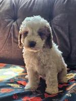 Nova, a female Cavapoo for sale in Jamesport, MO – 5 of 6