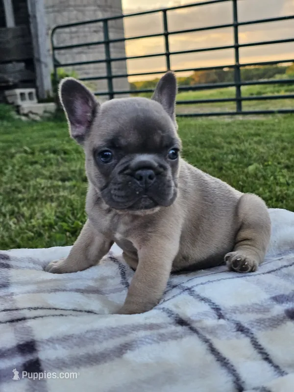 Gemma – French Bulldog puppy for sale in Jamesport, MO