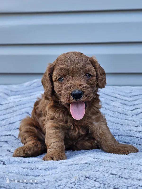 June – Cavapoo puppy for sale in Jamesport, MO