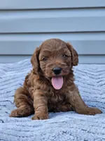 June, a female Cavapoo for sale in Jamesport, MO – 1 of 4