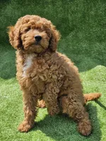 Indigo, a male Cavapoo for sale in Jamesport, MO – 2 of 5