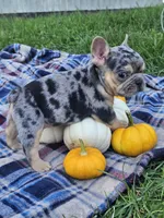 Quarter , a male French Bulldog for sale in Jamesport, MO – 3 of 5