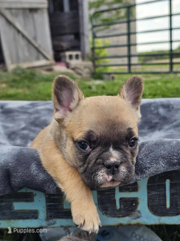 Cedar – French Bulldog puppy for sale in Jamesport, MO