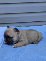 Cedar, a male French Bulldog for sale in Jamesport, MO – Photo 3 of 4