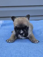 Cedar, a male French Bulldog for sale in Jamesport, MO – Photo 1 of 4