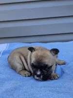 Cedar, a male French Bulldog for sale in Jamesport, MO – Photo 4 of 4