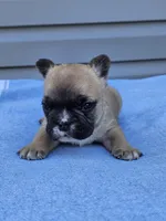 Cedar, a male French Bulldog for sale in Jamesport, MO – Photo 2 of 4