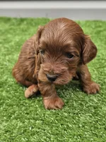 Leo, a male Cavapoo for sale in Jamesport, MO – 2 of 4