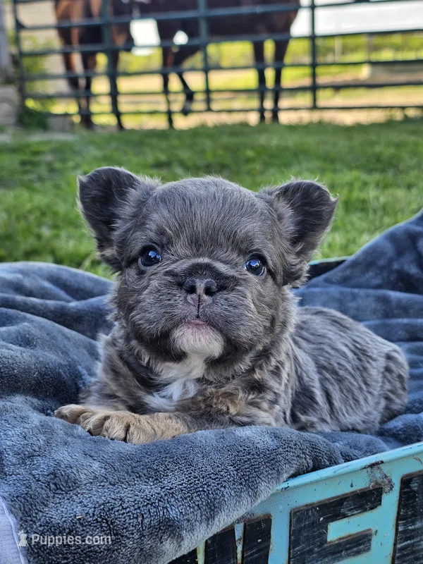 Calla – French Bulldog puppy for sale in Jamesport, MO